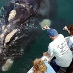 Gansbaai B&B, Walker Bay accommodation, best guesthouse in Gansbaai, whale watching in Gansbaai