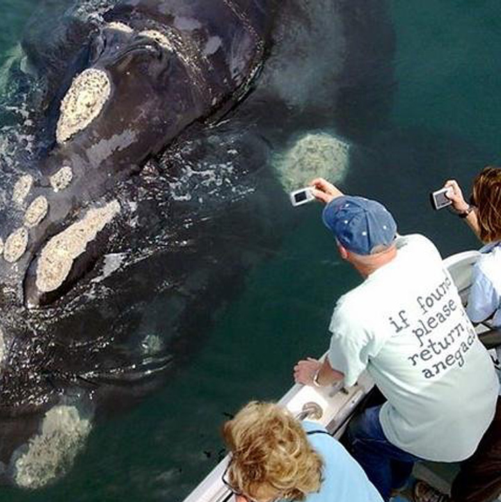 Whale watching