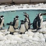 Gansbaai B&B, Walker Bay accommodation, best guesthouse in Gansbaai, whale watching in Gansbaai