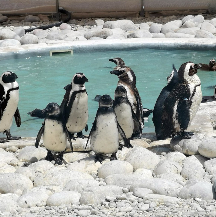 African Penguin Sanctuary