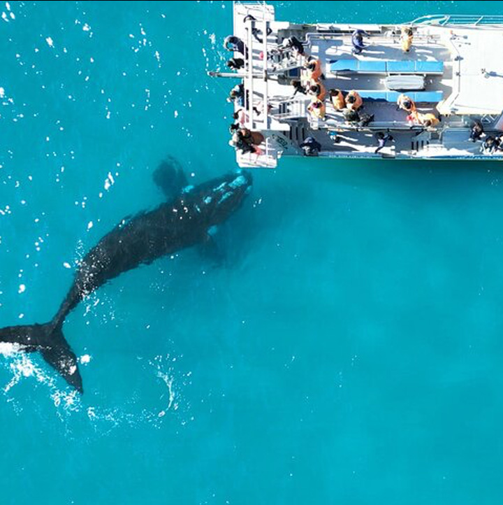 Big 5 Sea Safari