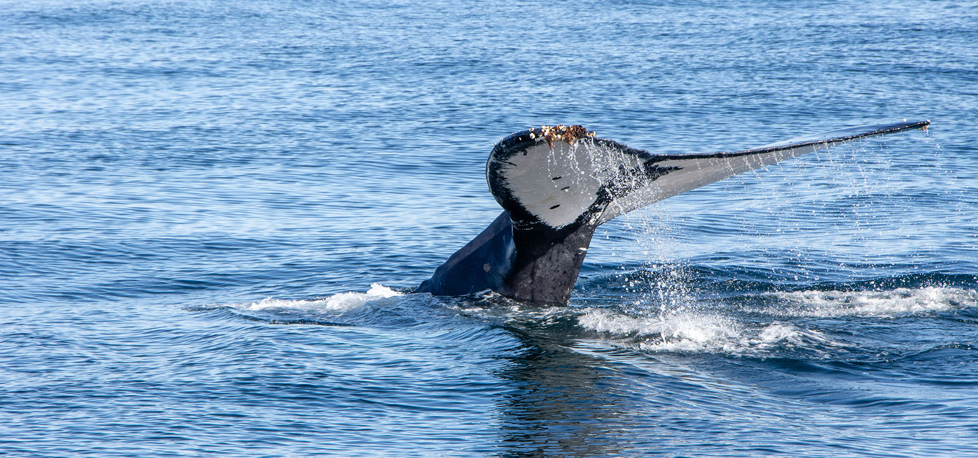 Gansbaai B&B, Walker Bay accommodation, best guesthouse in Gansbaai, whale watching in Gansbaai